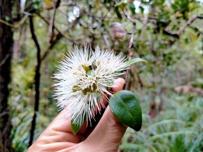 Metrosideros albiflora, photographed by John Barkla