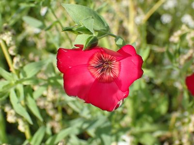 Linum grandiflorum, photographed by Robert H. Wardell