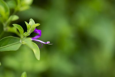 Hypoestes purpurea, photographed by Licheng Shih