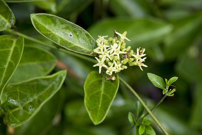 Parsonsia alboflavescens, photographed by Licheng Shih