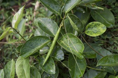 Parsonsia alboflavescens, photographed by Licheng Shih