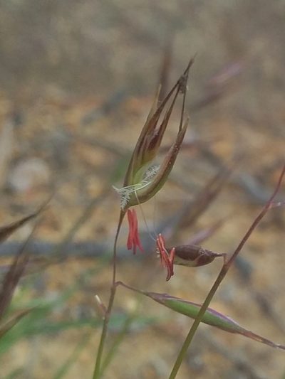 Rytidosperma clelandii, photographed by insiderelic