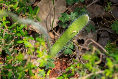 Caladenia longicauda, photographed by Cal Wood