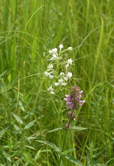 Habenaria linearifolia, photographed by Oleg Kosterin