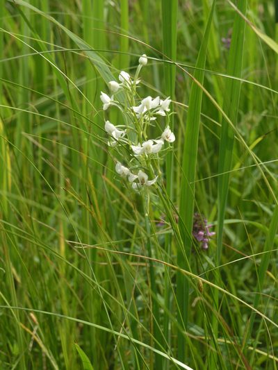 Habenaria linearifolia, photographed by Oleg Kosterin