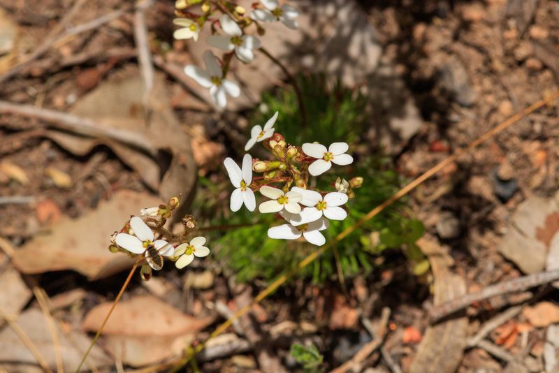 Stylidium hispidum, photographed by Cal Wood