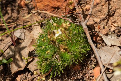 Stylidium hispidum, photographed by Cal Wood