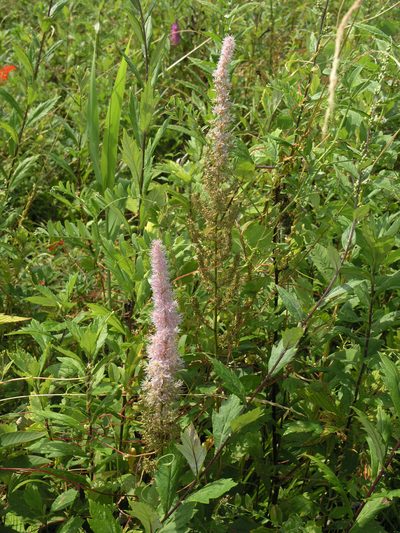 Astilbe chinensis, photographed by Oleg Kosterin