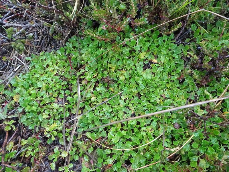 Azorella crenata, photographed by Fabien Anthelme