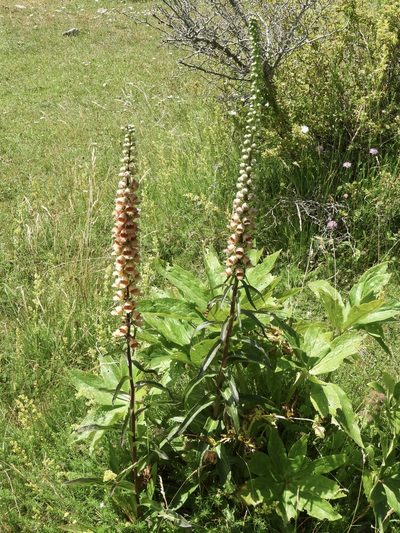 Digitalis ferruginea, photographed by Santiago Martín-Bravo