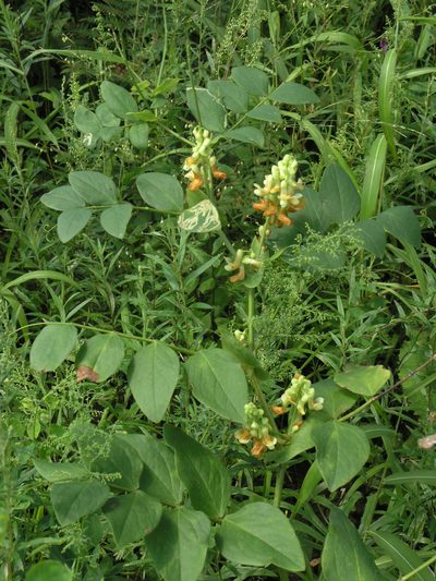 Lathyrus davidii, photographed by Oleg Kosterin