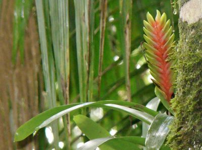Vriesea interrogatoria, photographed by Jean-Paul Boerekamps