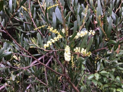 Acacia mucronata, photographed by Miguel de Salas
