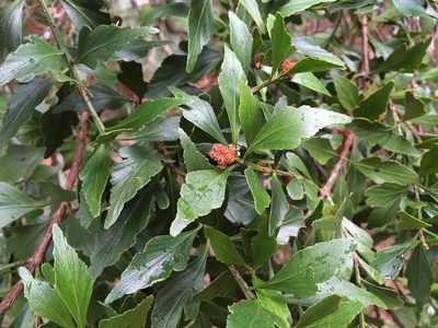 Phyllocladus aspleniifolius, photographed by Miguel de Salas