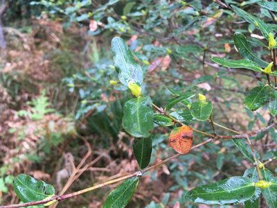 Eucryphia lucida, photographed by Miguel de Salas