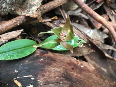 Chiloglottis triceratops, photographed by Miguel de Salas