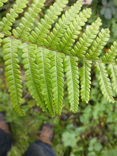 Dryopteris affinis, photographed by Wouter Van Landuyt
