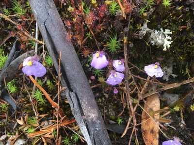Utricularia barkeri, photographed by Miguel de Salas