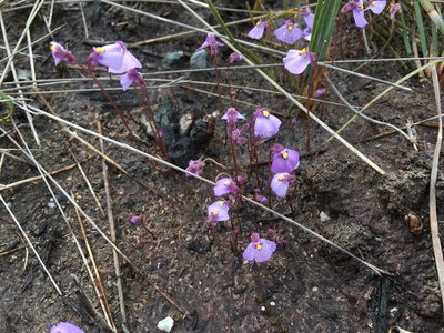 Utricularia barkeri, photographed by Miguel de Salas