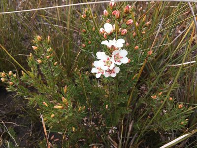 Leptospermum nitidum, photographed by Miguel de Salas