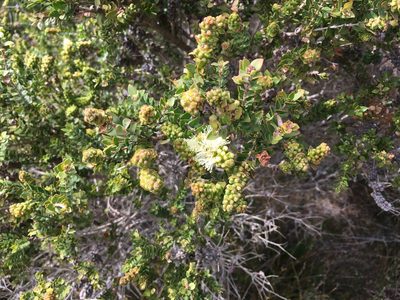 Melaleuca squarrosa, photographed by Miguel de Salas