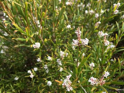 Leucopogon australis, photographed by Miguel de Salas