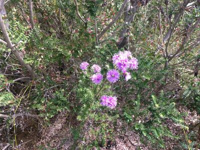 Melaleuca squamea, photographed by Miguel de Salas
