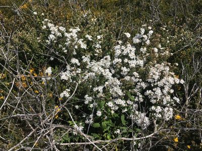 Olearia stellulata, photographed by Miguel de Salas