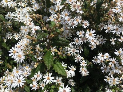 Olearia stellulata, photographed by Miguel de Salas