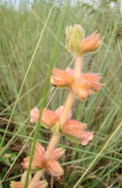 Sinningia allagophylla, photographed by Jean-Paul Boerekamps