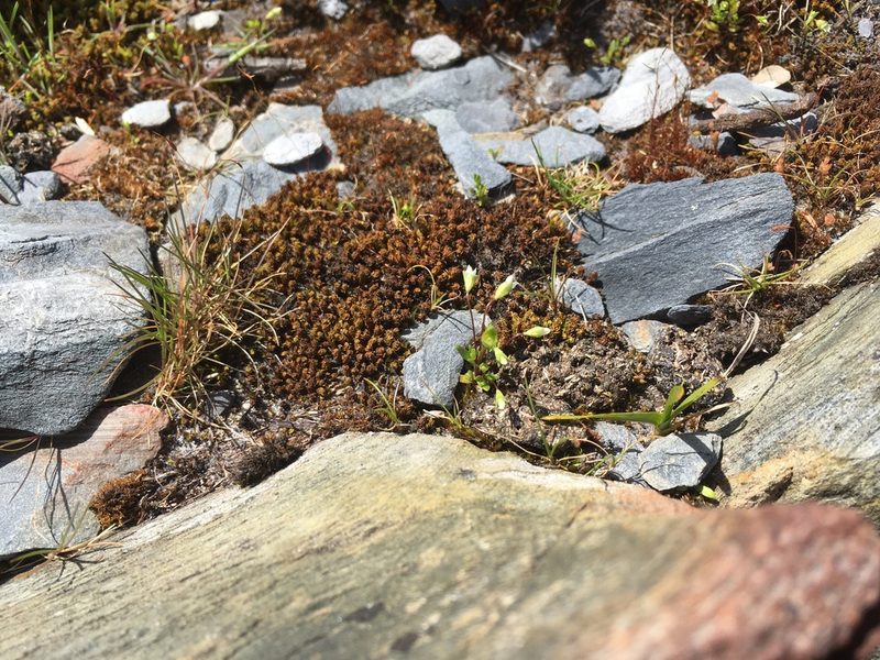 Phyllangium divergens, photographed by Miguel de Salas
