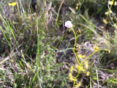 Drosera gunniana, photographed by Miguel de Salas