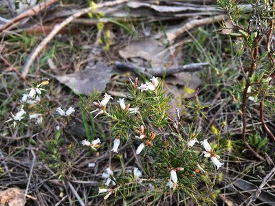 Lissanthe strigosa, photographed by Miguel de Salas