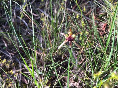 Caladenia clavigera, photographed by Miguel de Salas