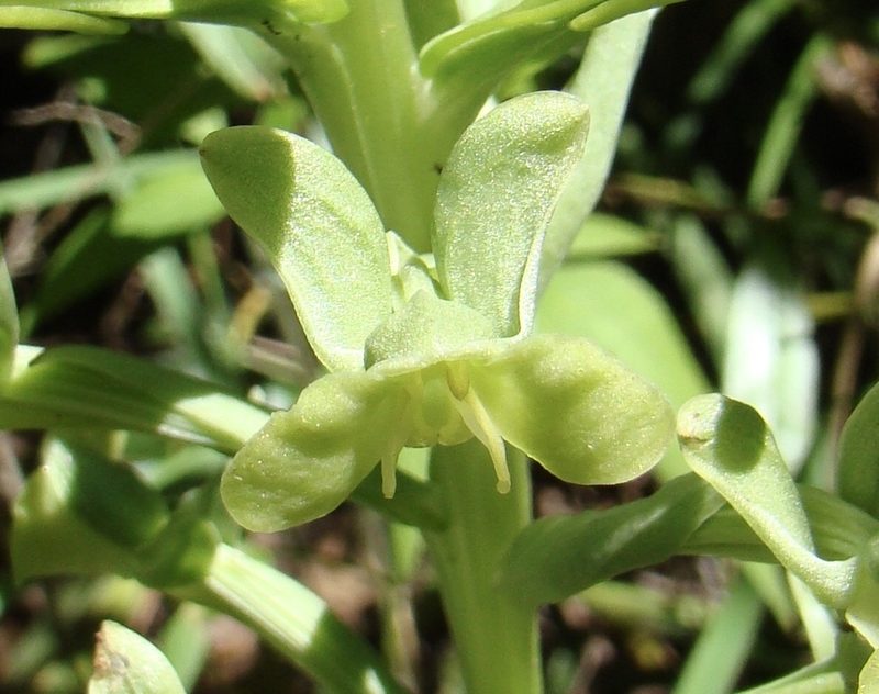 Habenaria petalodes, photographed by Jean-Paul Boerekamps