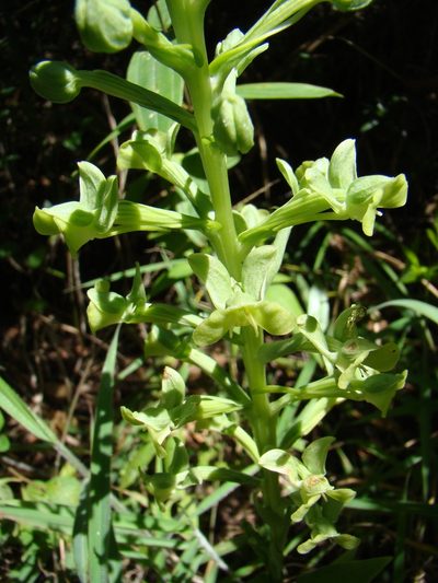 Habenaria petalodes, photographed by Jean-Paul Boerekamps