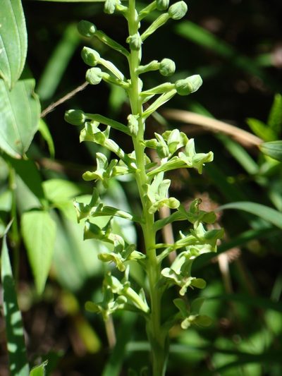 Habenaria petalodes, photographed by Jean-Paul Boerekamps