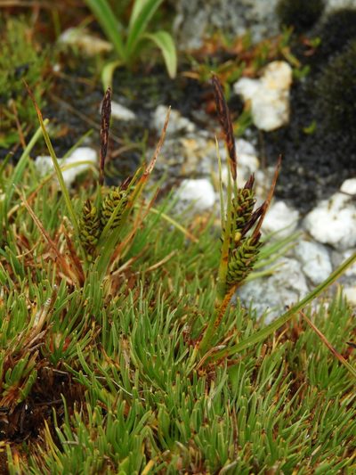 Carex gaudichaudiana, photographed by Santiago Martín-Bravo