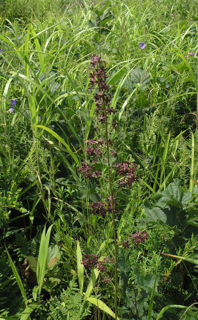 Veratrum maackii, photographed by Oleg Kosterin