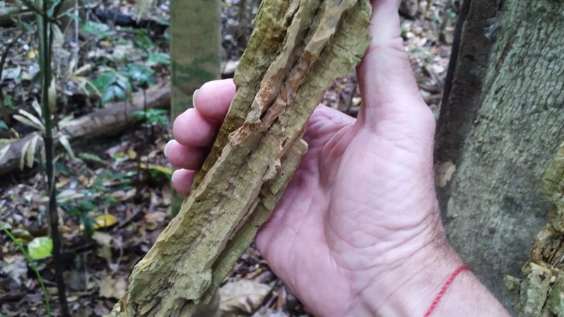 Cardiopteris moluccana, photographed by Steve Fitzgerald