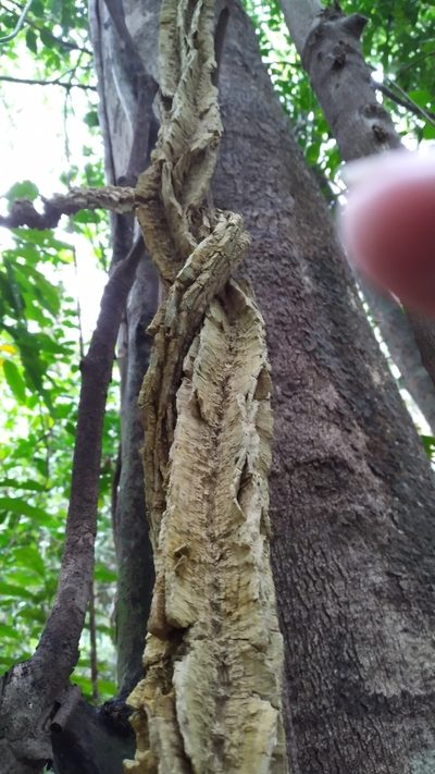Cardiopteris moluccana, photographed by Steve Fitzgerald
