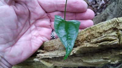 Cardiopteris moluccana, photographed by Steve Fitzgerald