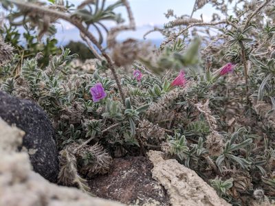 Echium angustifolium, photographed by bemma