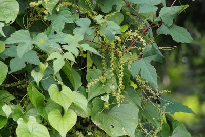 Dioscorea tokoro, photographed by harum.koh