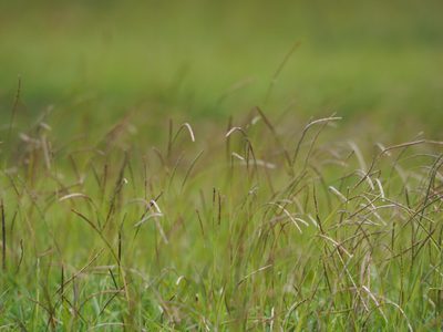 Eremochloa ophiuroides, photographed by 葉子