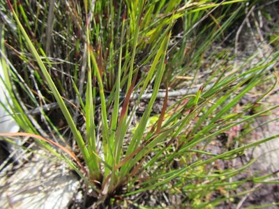 Schoenus complanatus, photographed by douglaseustonbrown