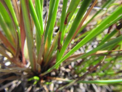 Schoenus complanatus, photographed by douglaseustonbrown