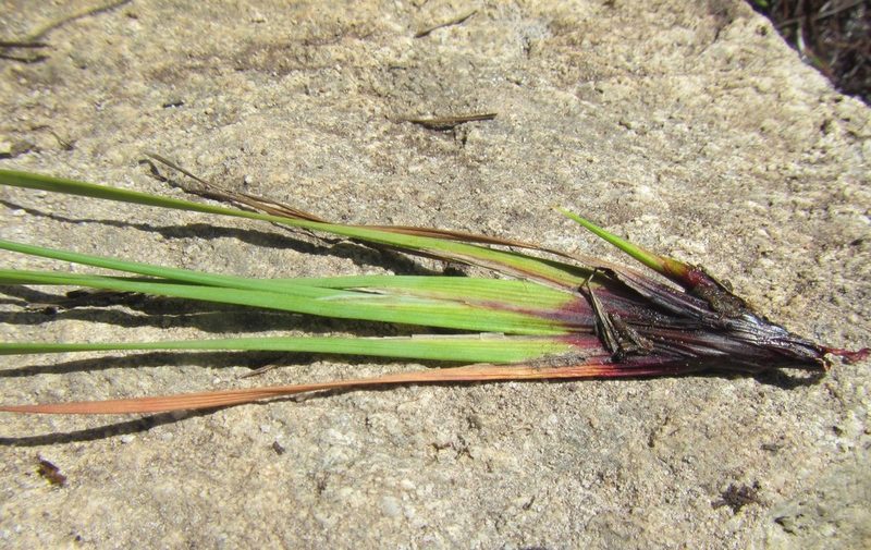 Schoenus complanatus, photographed by douglaseustonbrown