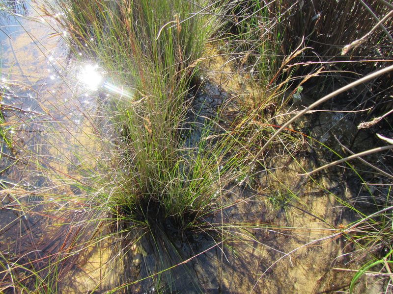 Schoenus ligulatus, photographed by douglaseustonbrown