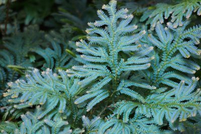 Selaginella uncinata, photographed by harum.koh